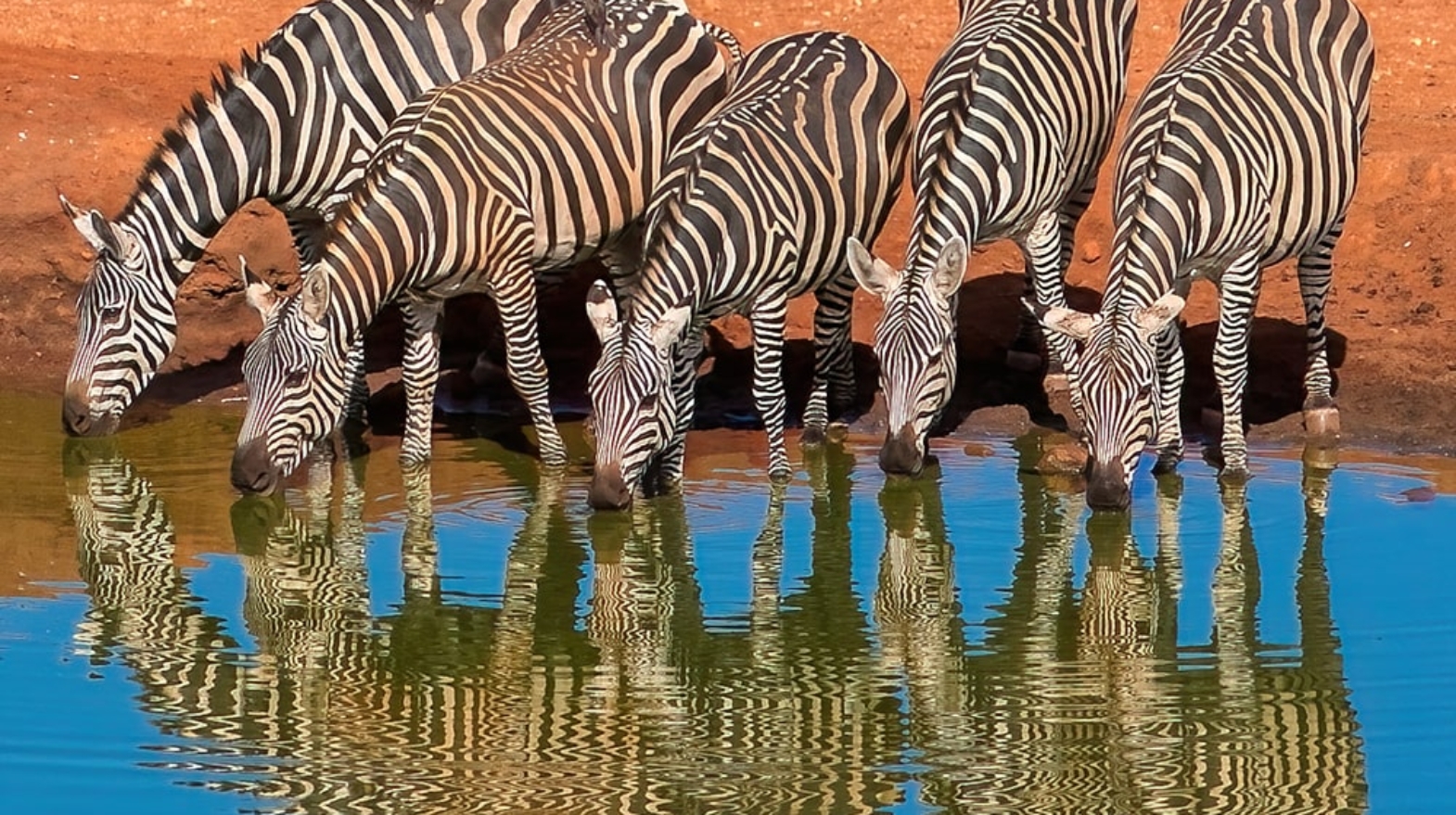 zebras-africa-min-eds0ewr