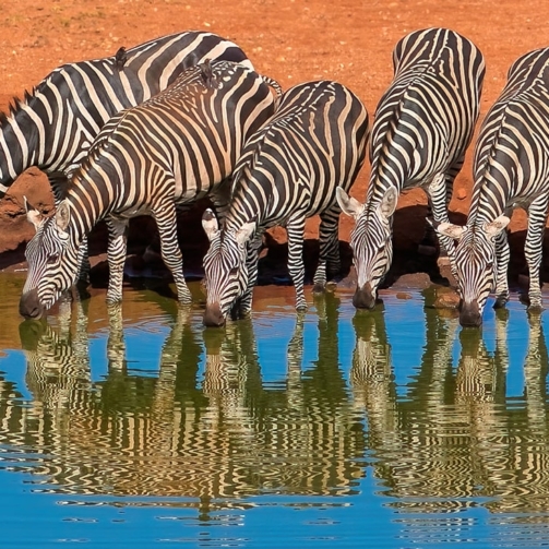 zebras-africa-min-eds0ewr
