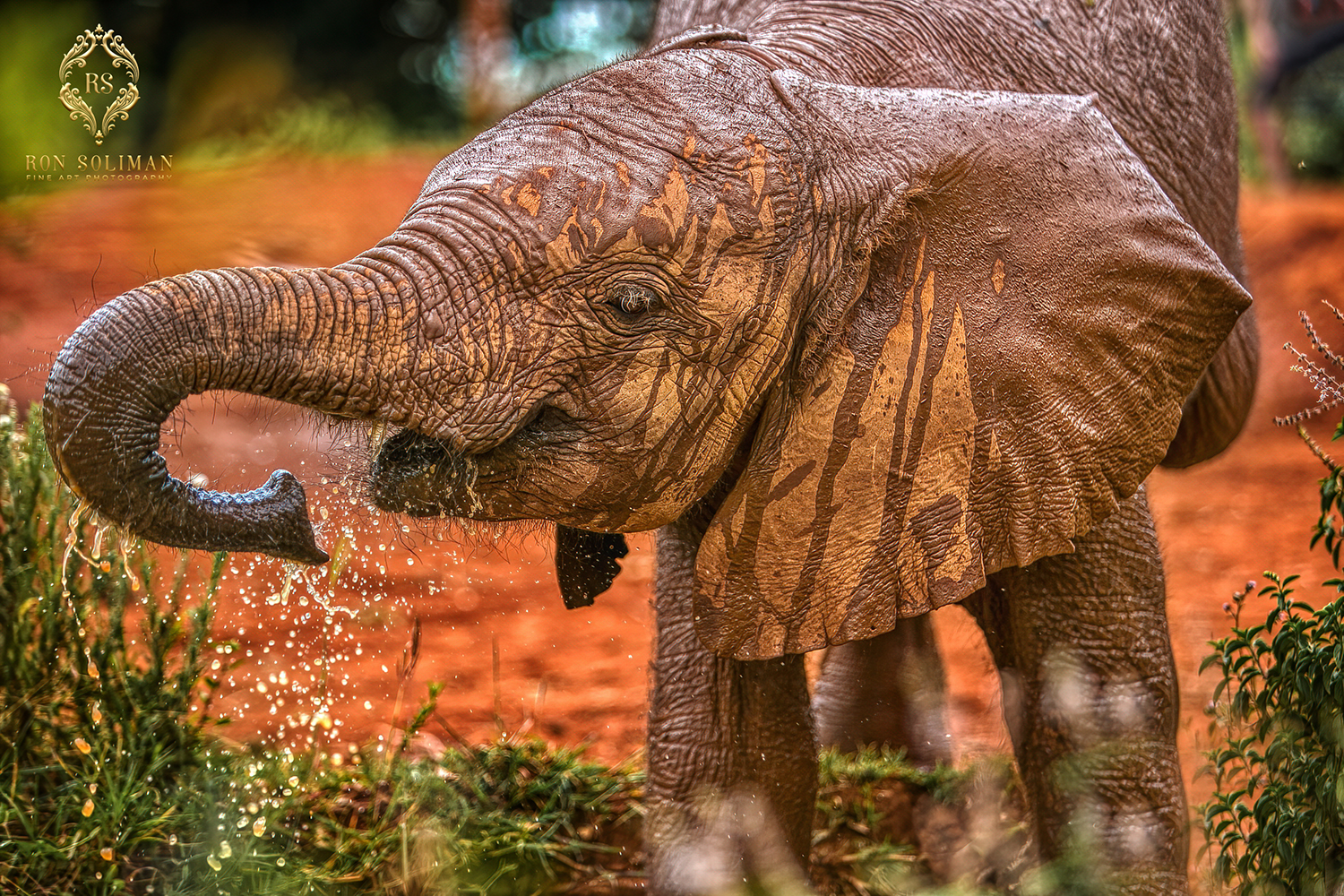 Baby Elephant Kenya