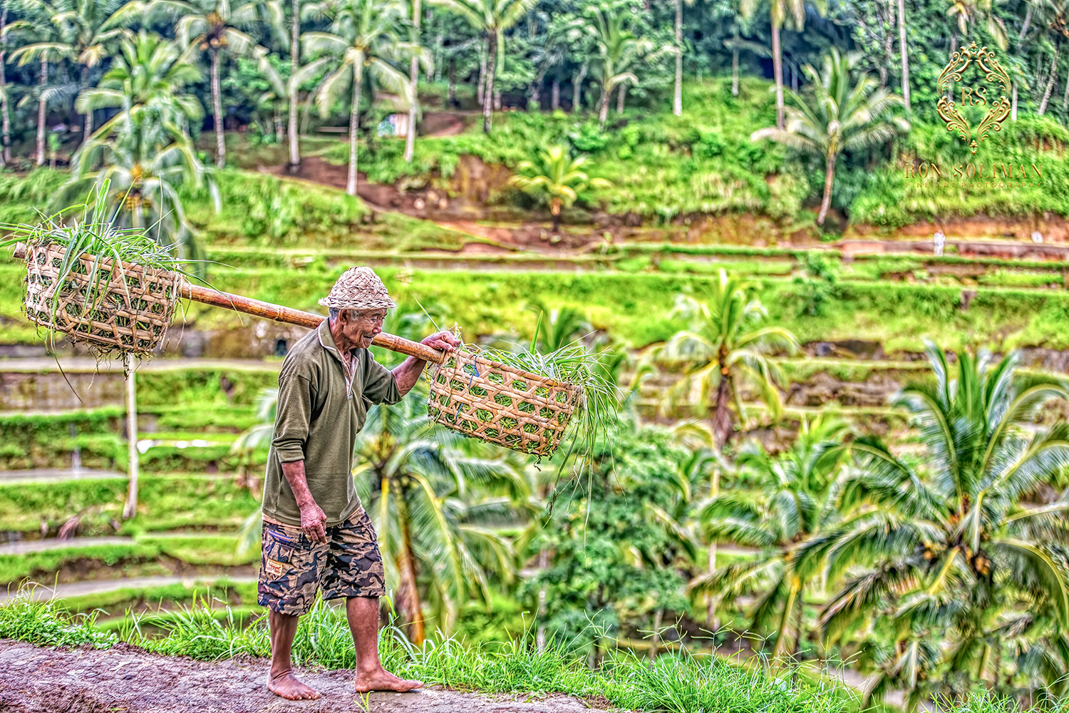 Tegallalang rice terraces