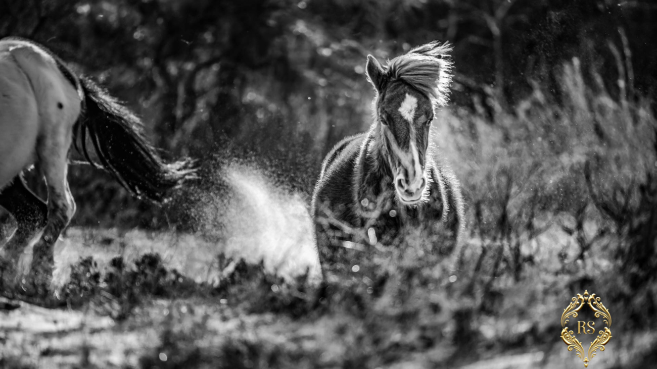 Black and white ASSATEAGUE WILD HORSES