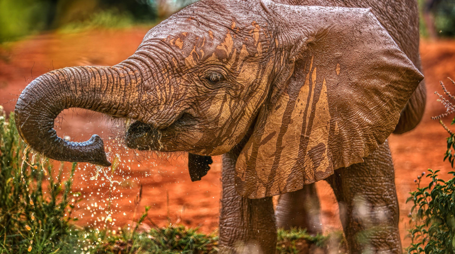 Baby Elephant in Kenya