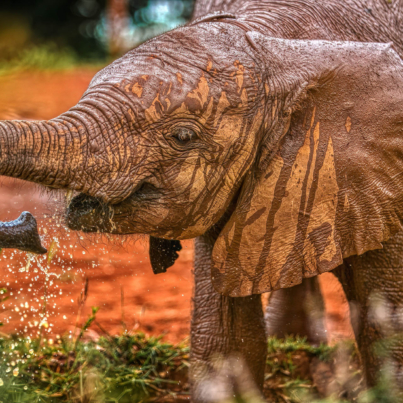 Baby Elephant in Kenya