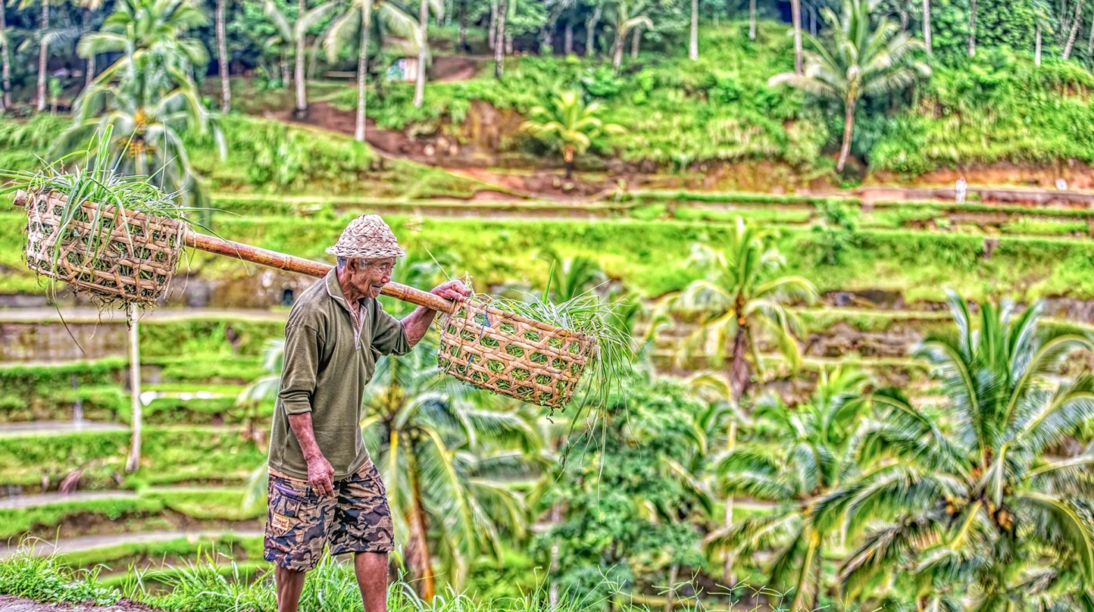 Farmer in Bali