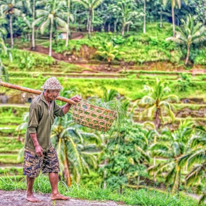 Farmer in Bali