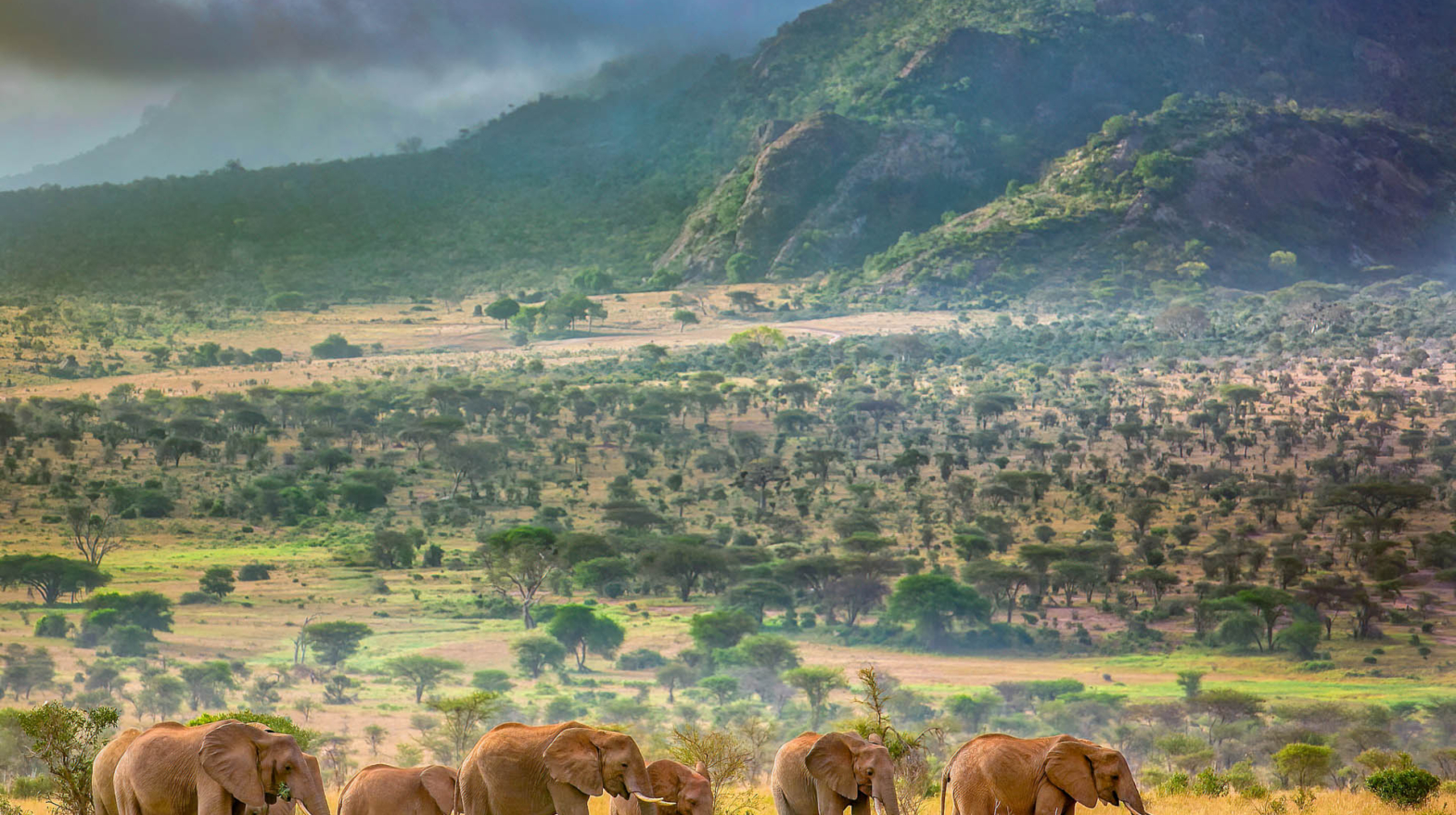 Herd of African Elephants