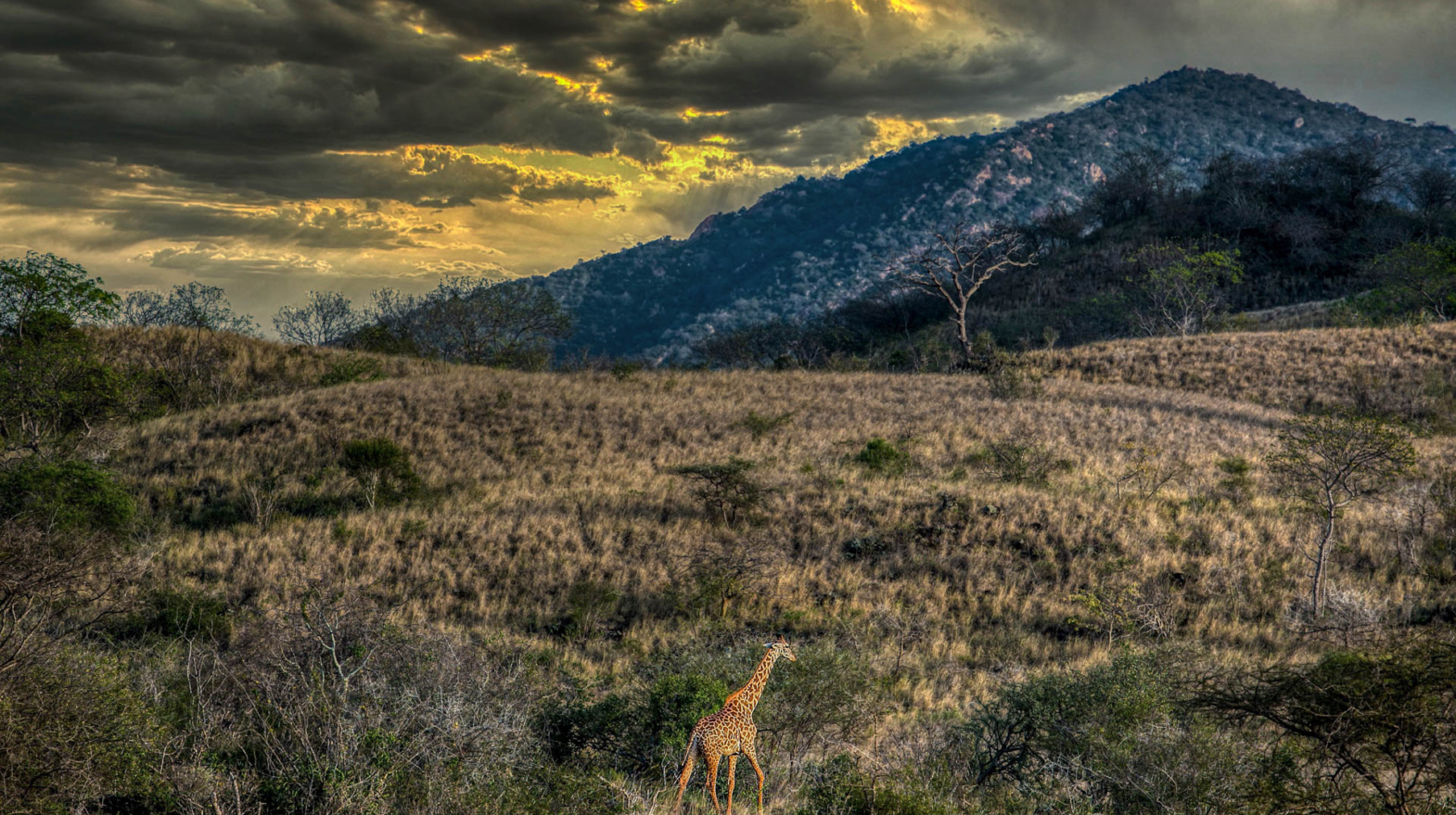 Lone Giraffe