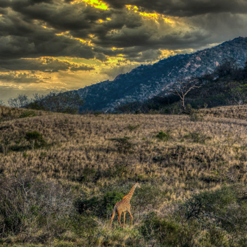 Lone Giraffe