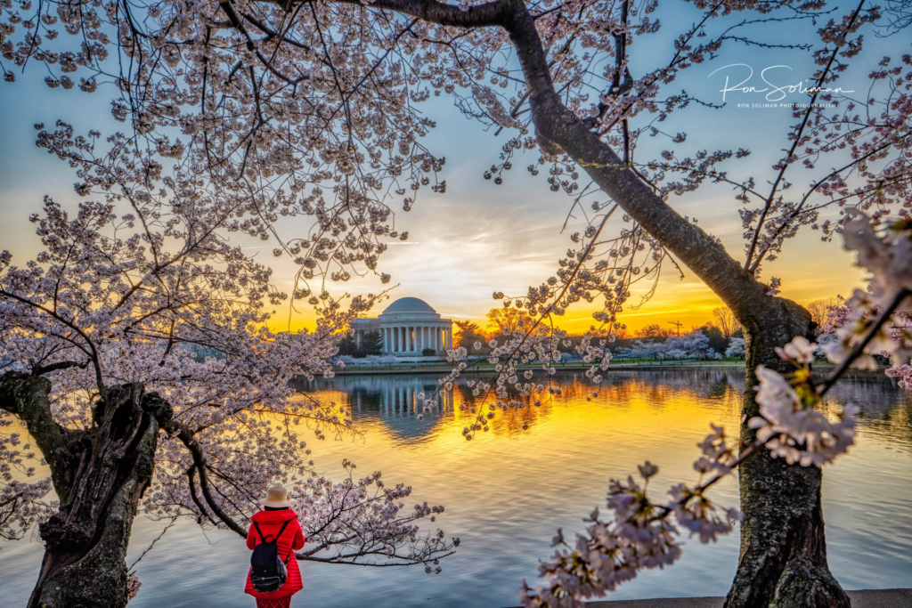 Cherry Blossoms In Washington DC During The Pandemic