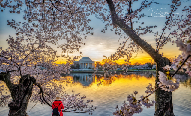 Cherry Blossoms In Washington DC During The Pandemic
