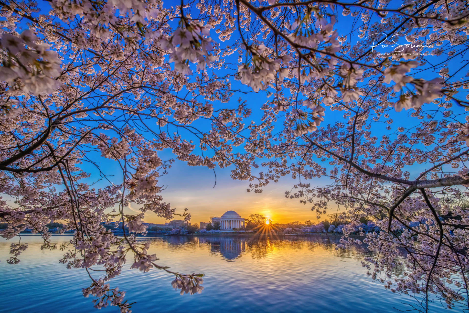 Cherry Blossoms In Washington DC During The Pandemic