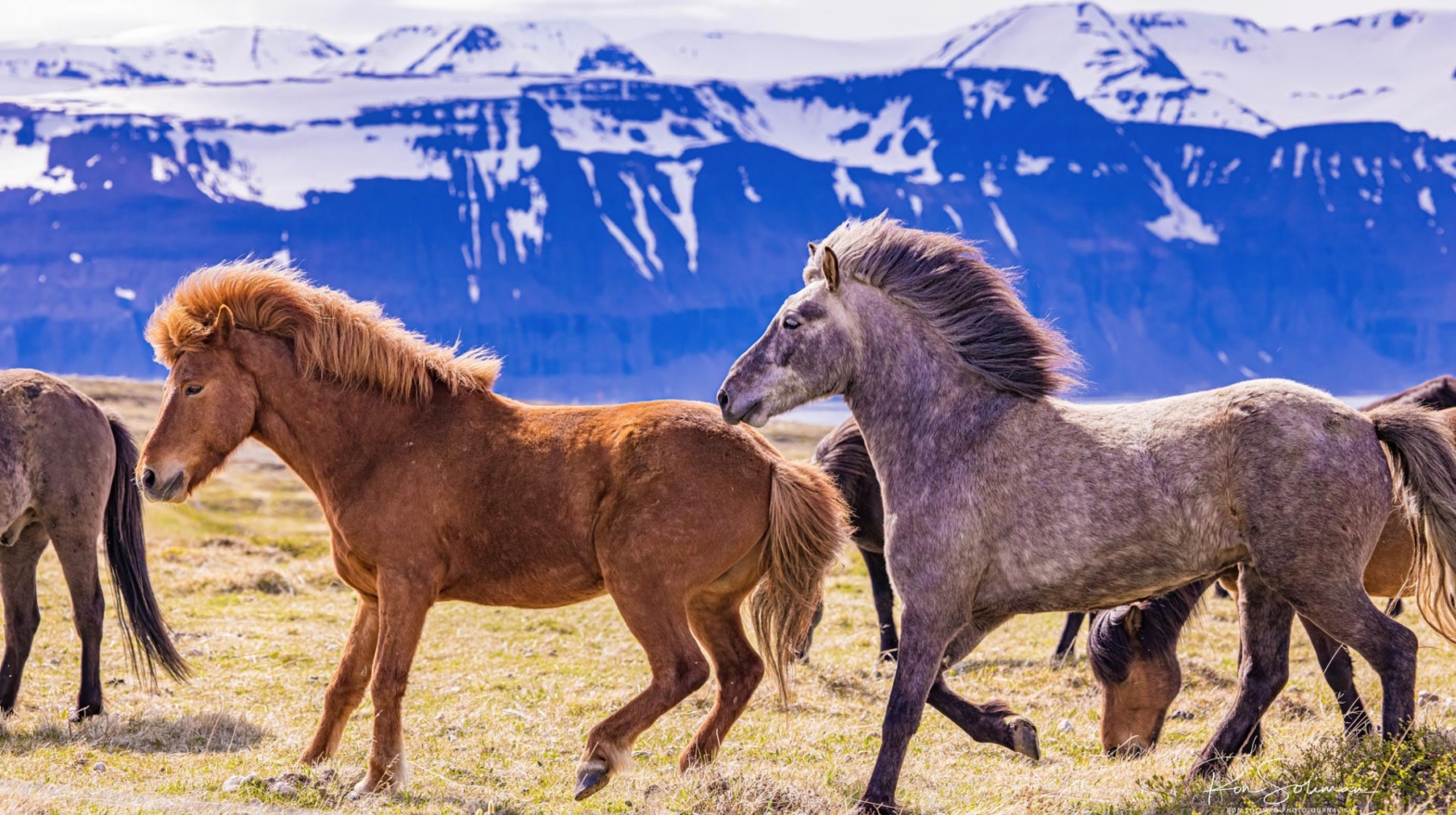 Icelandic Horses