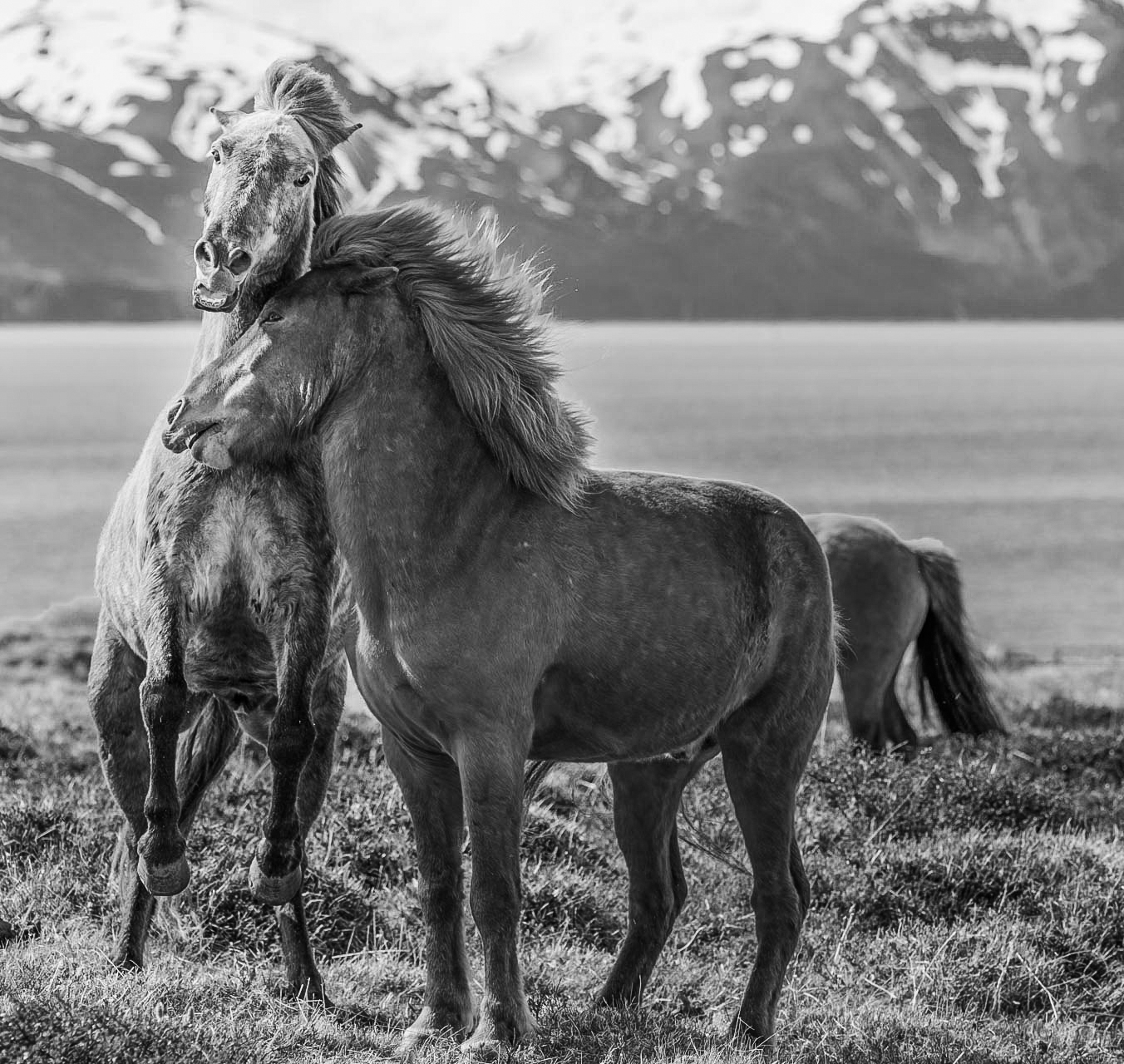 ICELANDIC HORSES