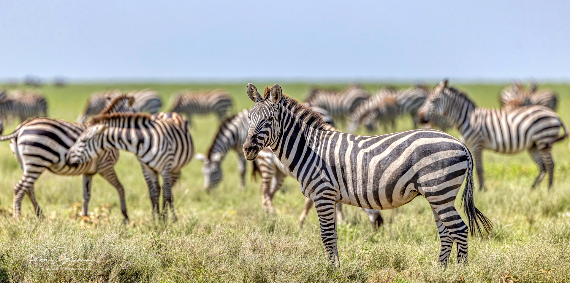 African Zebra Wildlife Photography