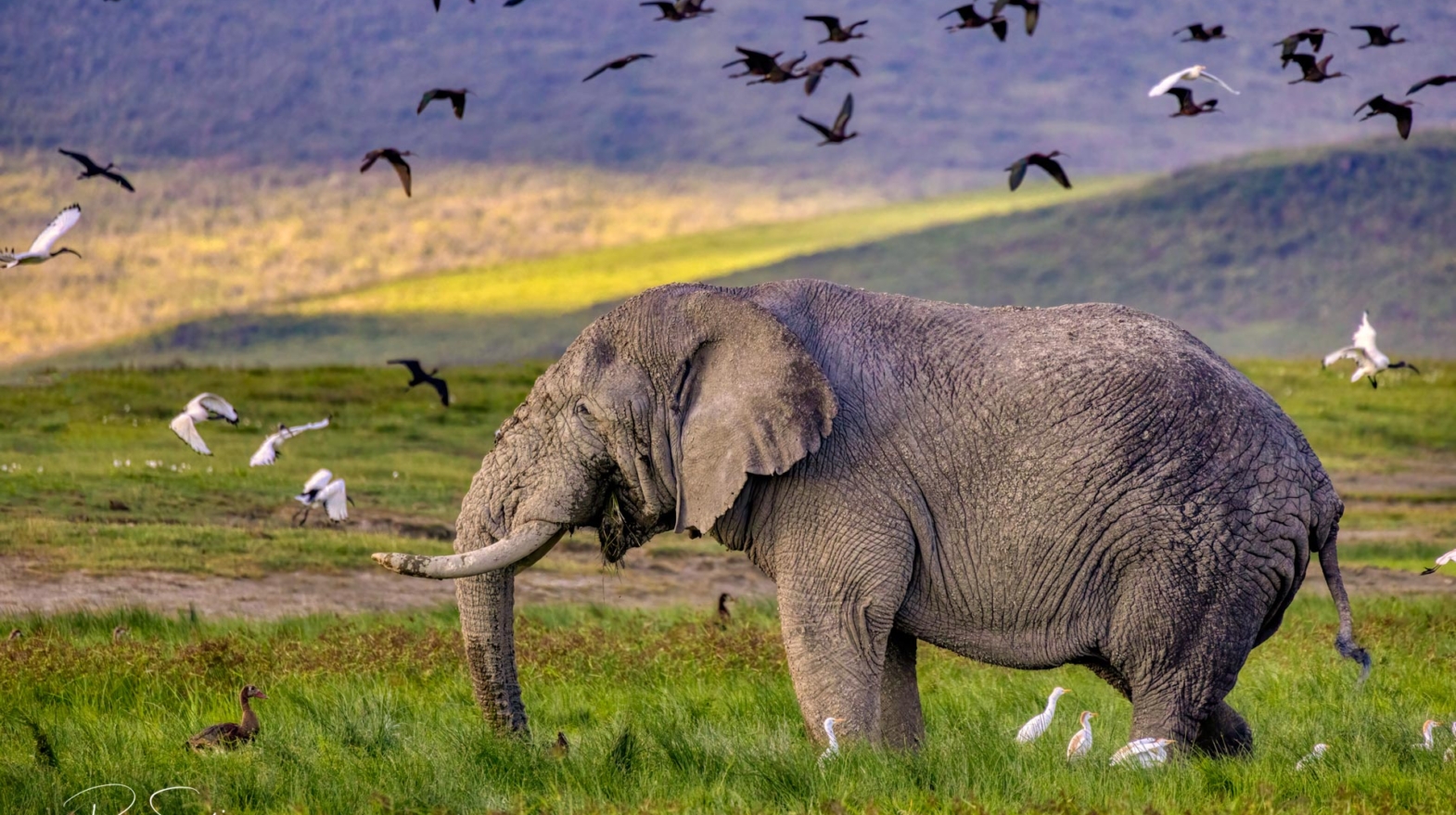 Elephants of Ngorongoro Crater
