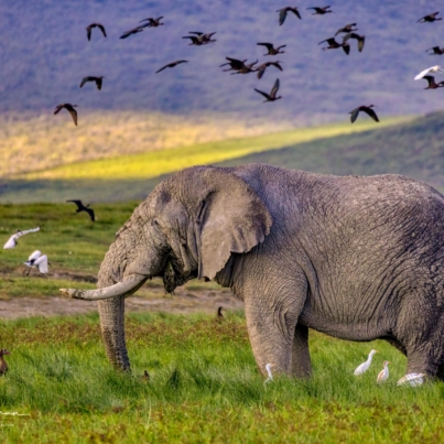 Elephants of Ngorongoro Crater