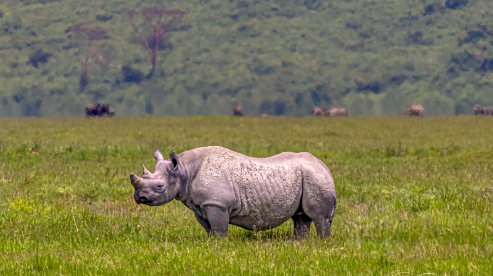 Rhinos of Ngorongoro Crater