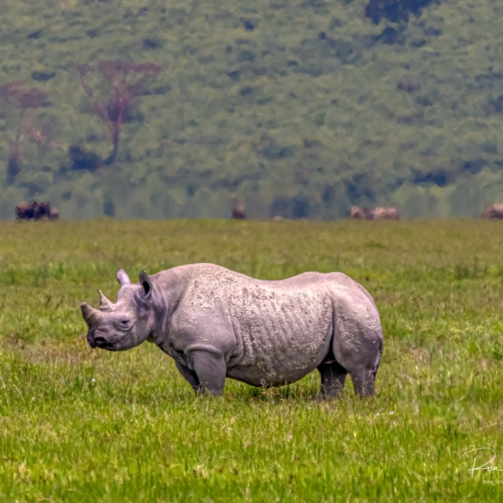 Rhinos of Ngorongoro Crater