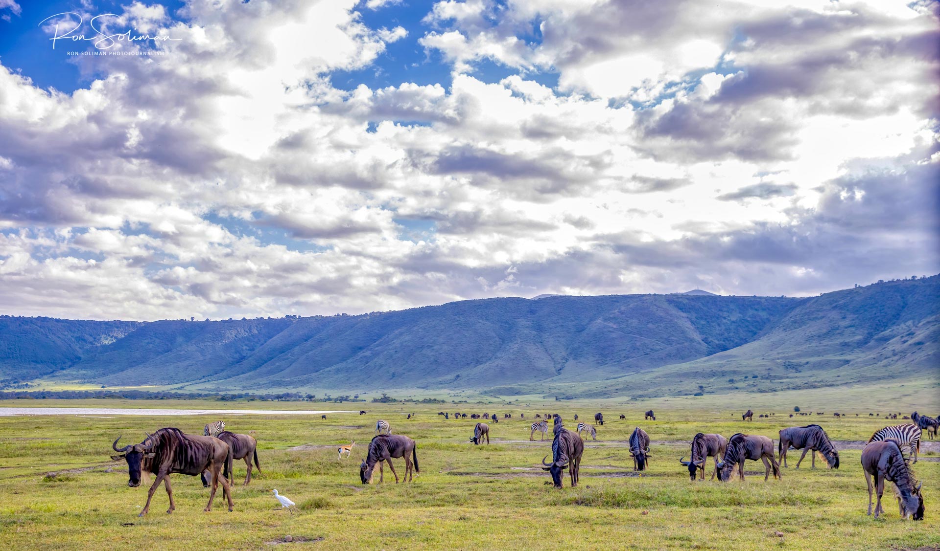 Wildebeest of Ngorongoro Crater