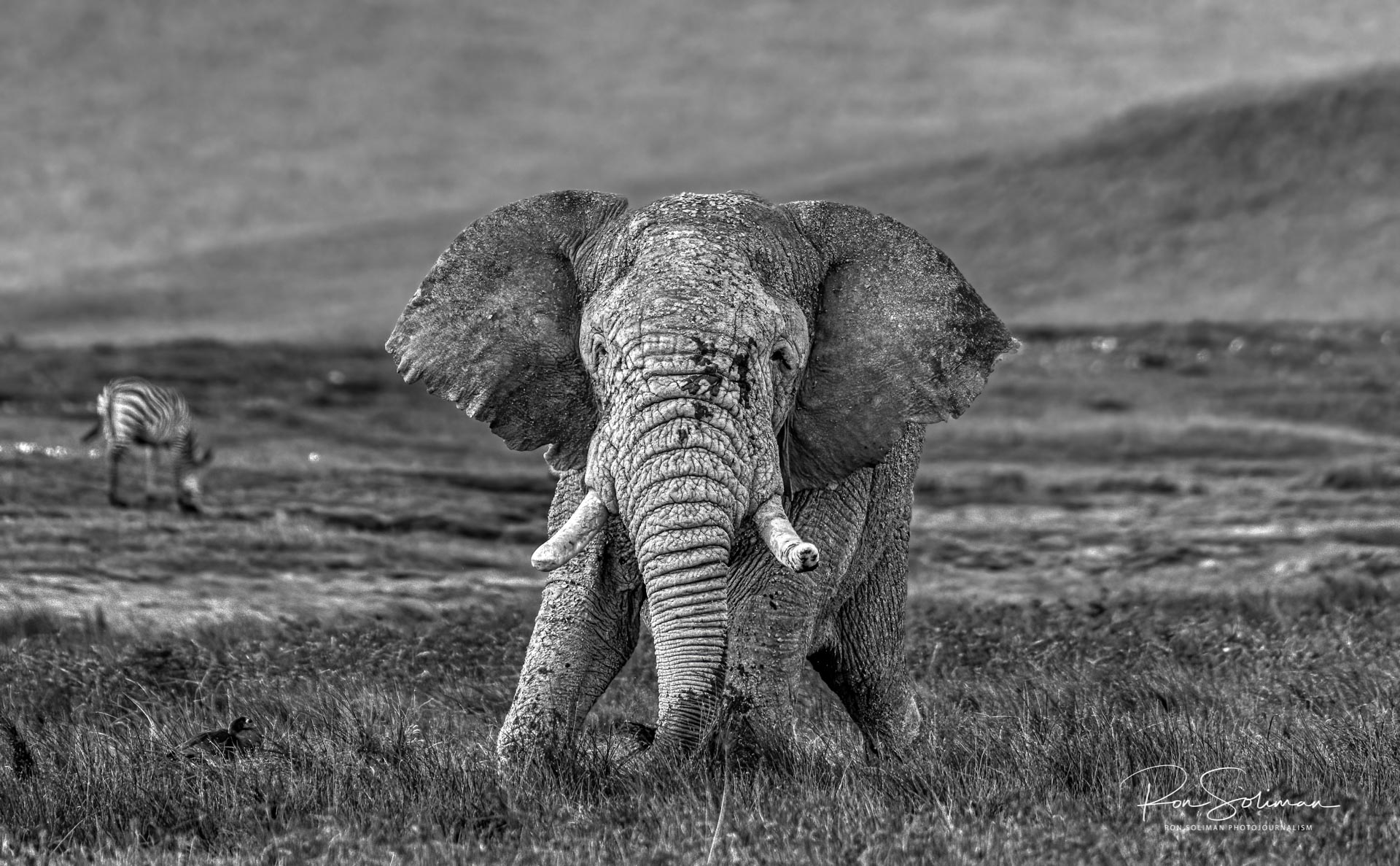 Elephants of Ngorongoro Crater