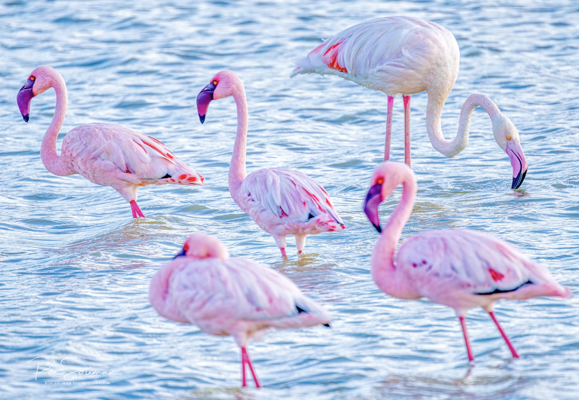 Flamingos of Ngorongoro Crater