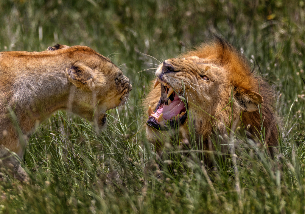 Lions of the Serengeti