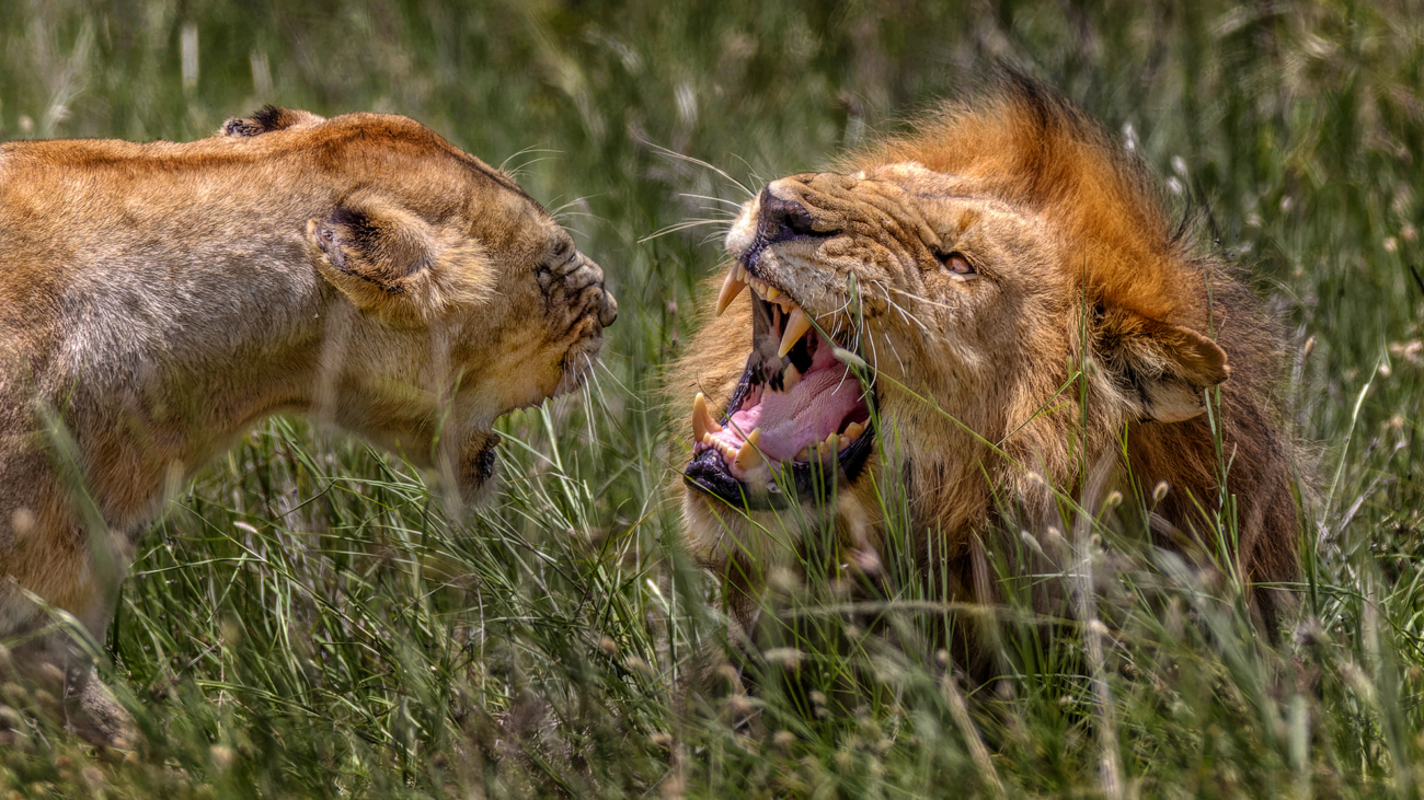 Lions of the Serengeti