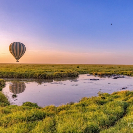 Best Wildlife photography Ballon Safari
