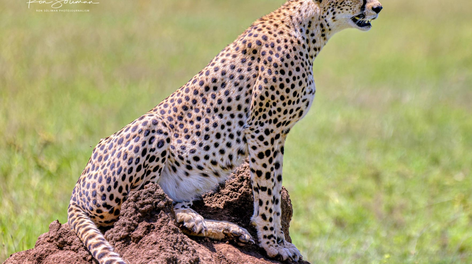 Best Wildlife photography cheetah