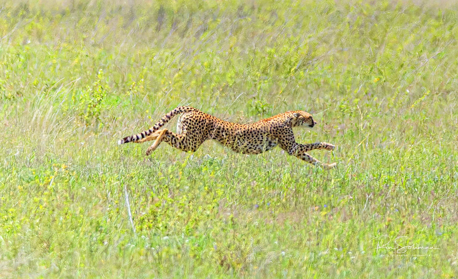 Best Wildlife photography cheetah