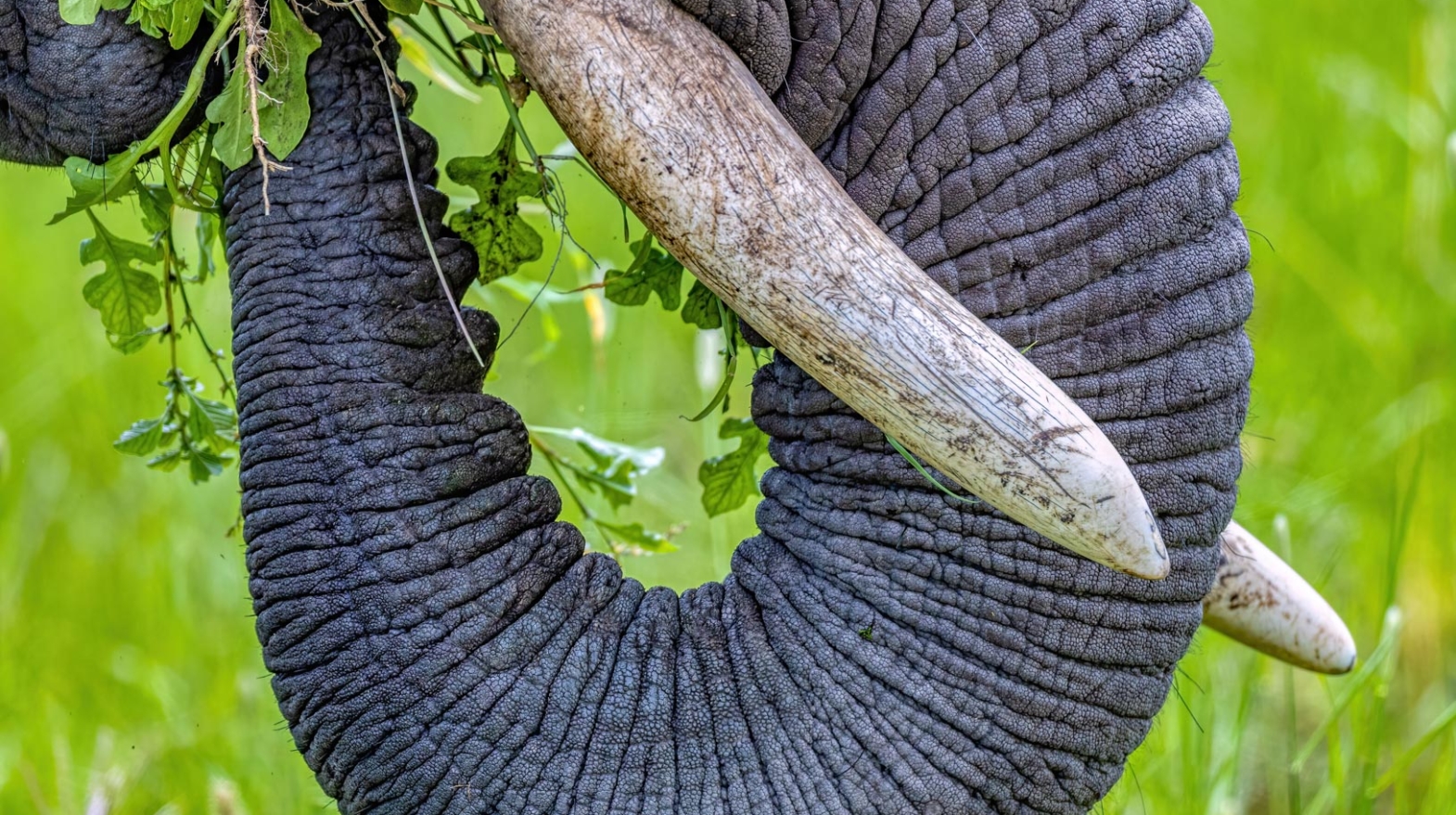 Best Wildlife photography elephant tusk
