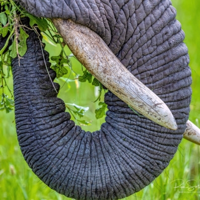 Best Wildlife photography elephant tusk