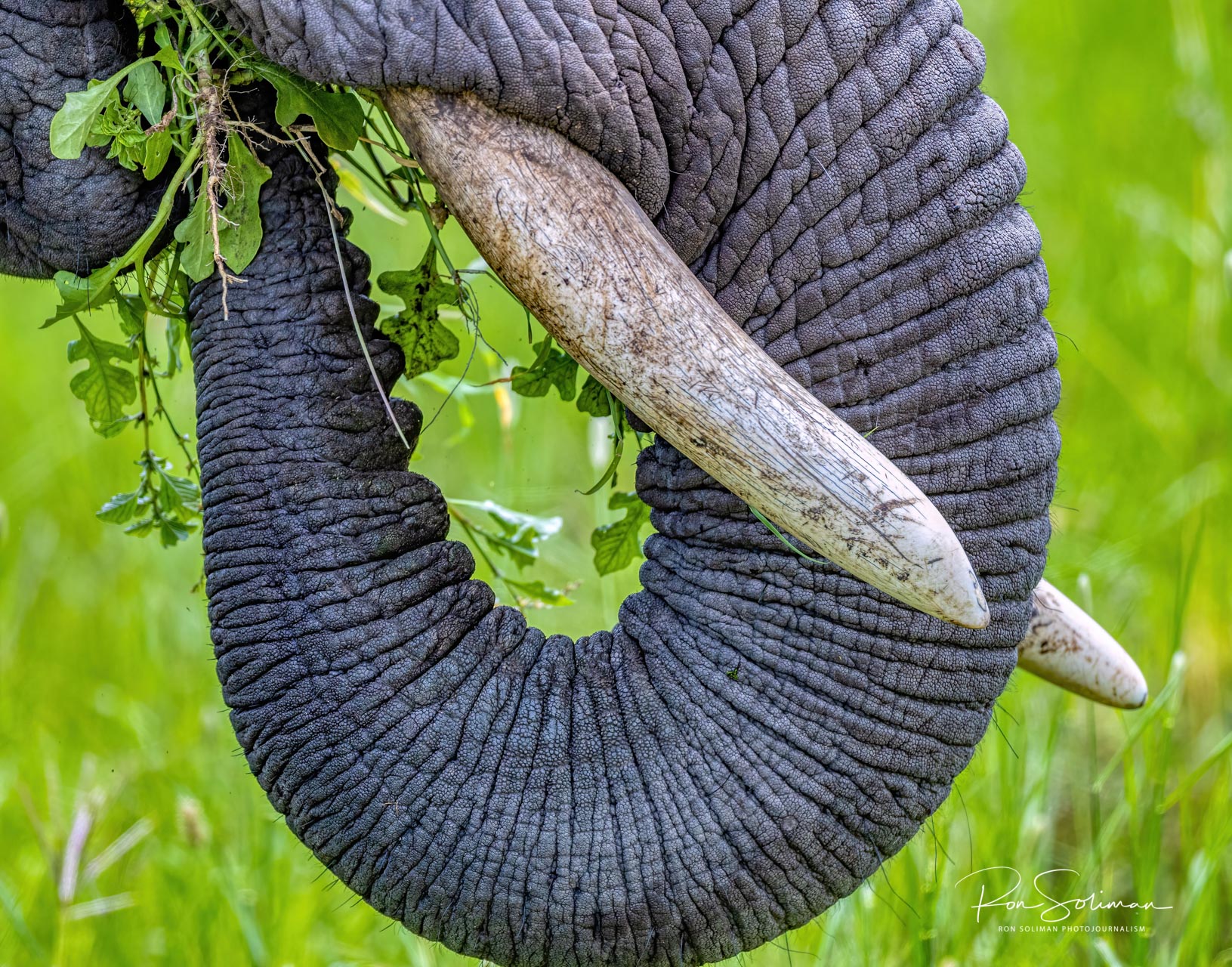 Best Wildlife photography elephant tusk