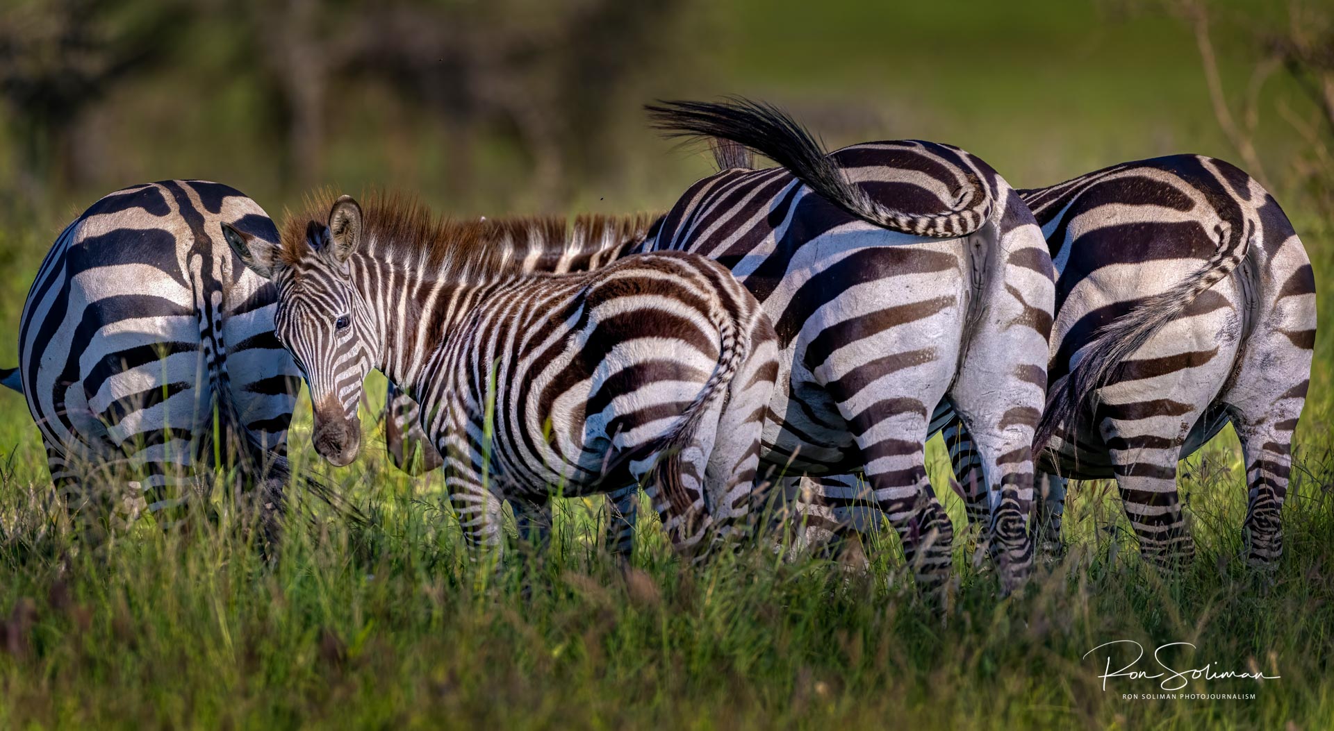 Best Wildlife photography zebra