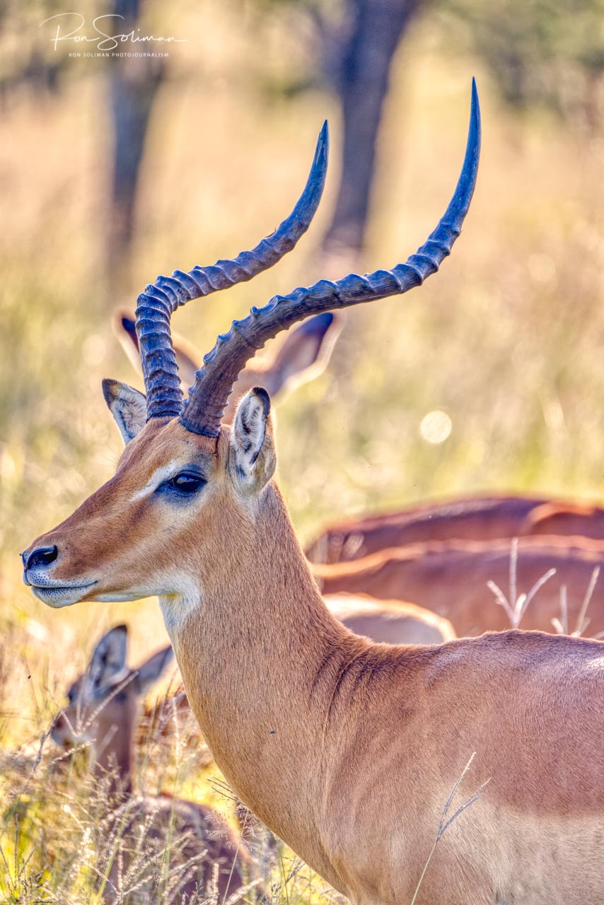 Best Wildlife photography Impala