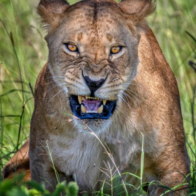 Best Wildlife photography Fierce Lioness