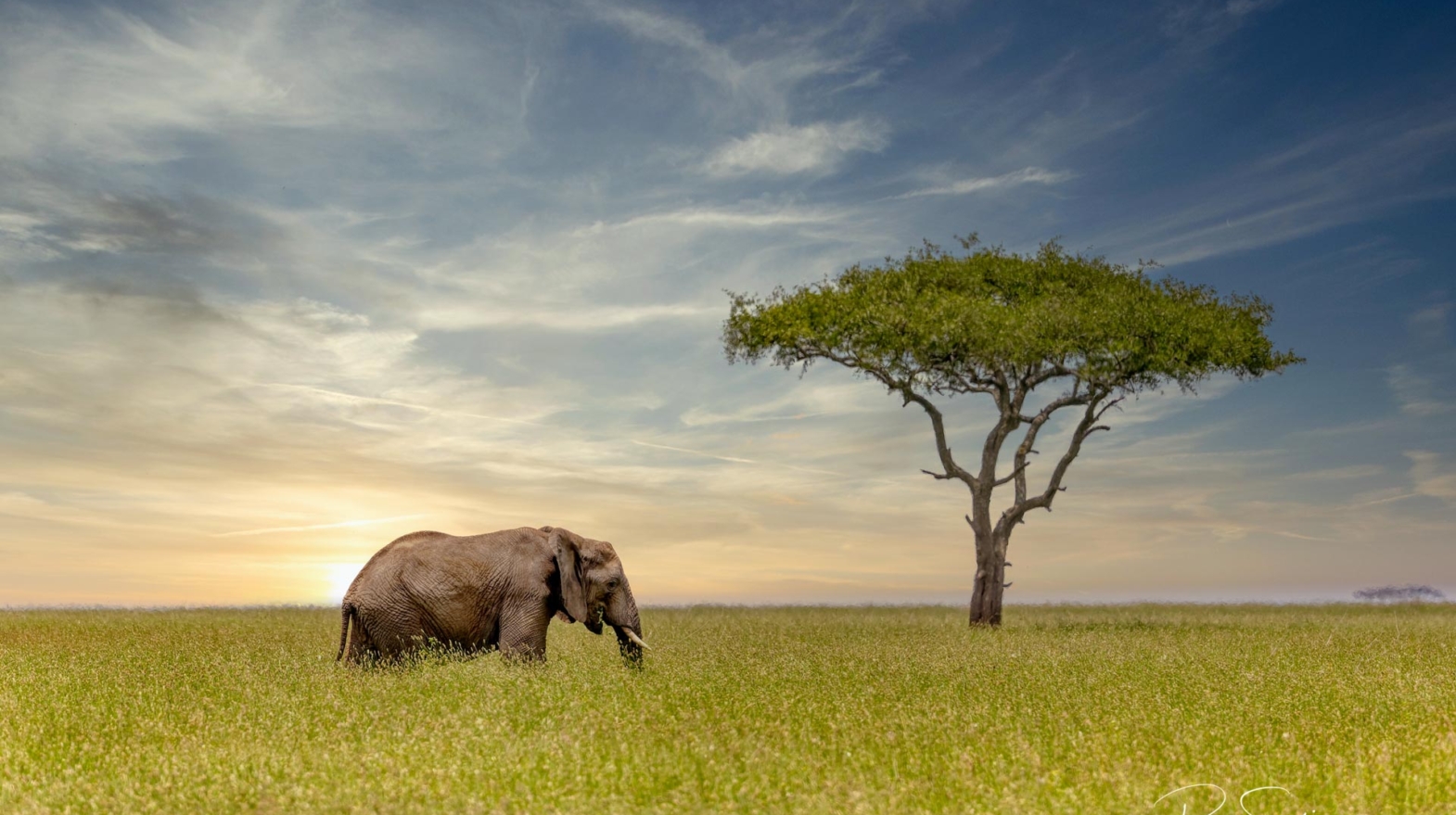 Best Wildlife photography elephant
