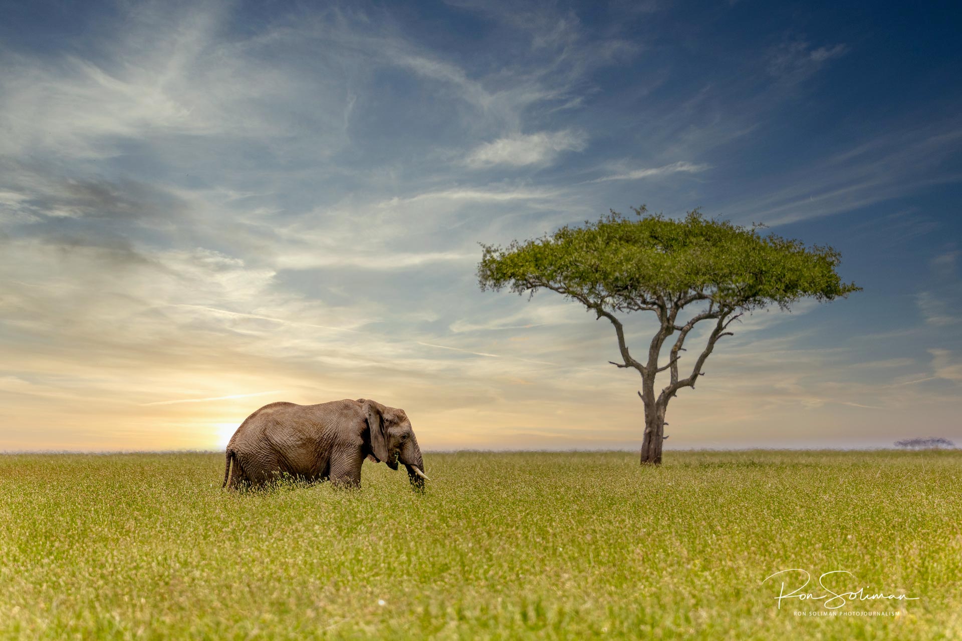 Best Wildlife photography elephant