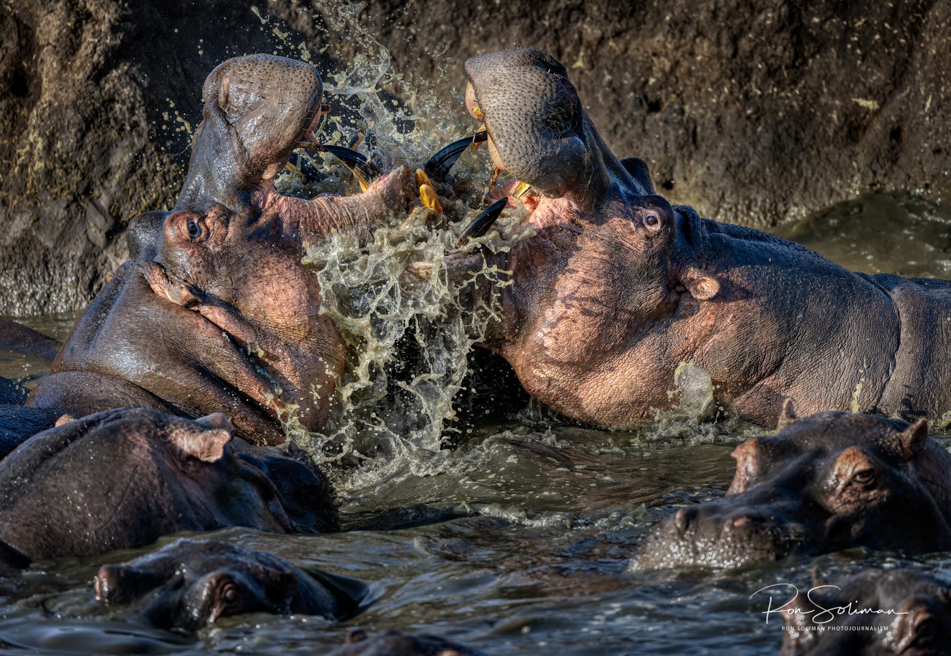 Best Wildlife photography hippo