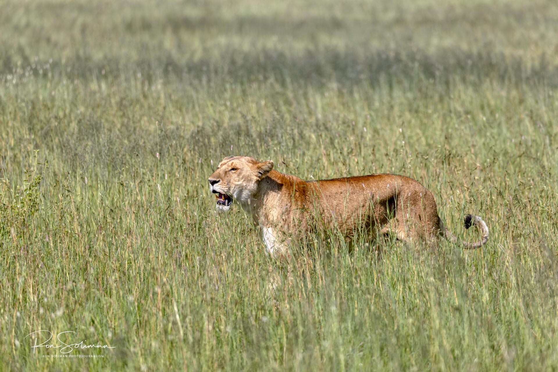 Best Wildlife photography Lion