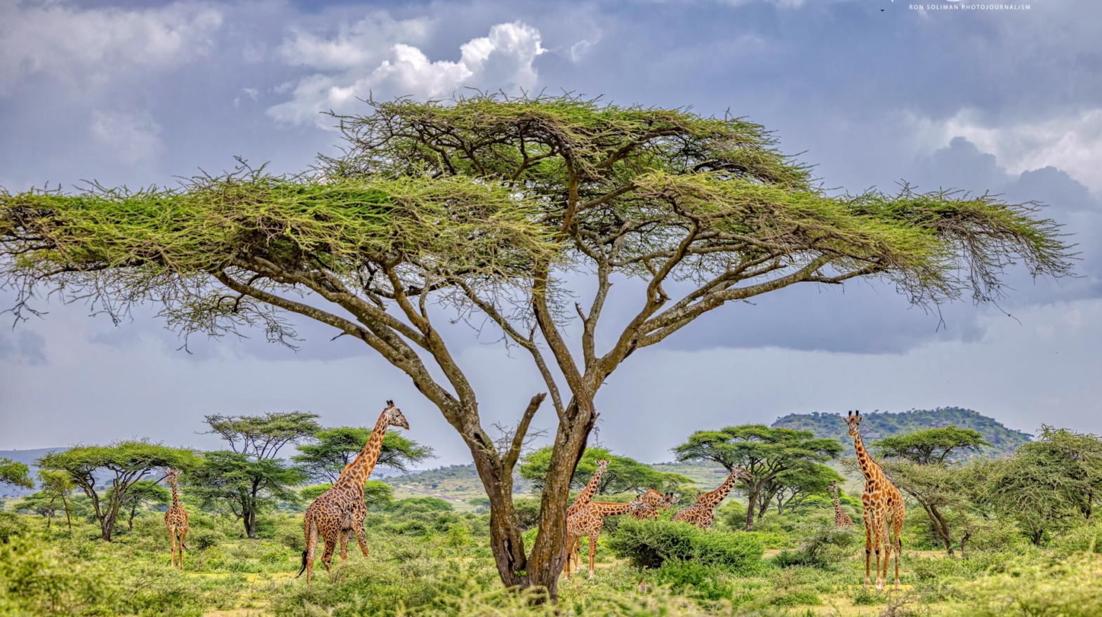 Best Wildlife photography Giraffes