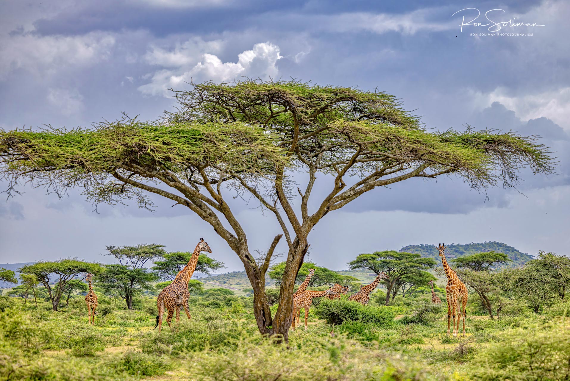 Best Wildlife photography Giraffes