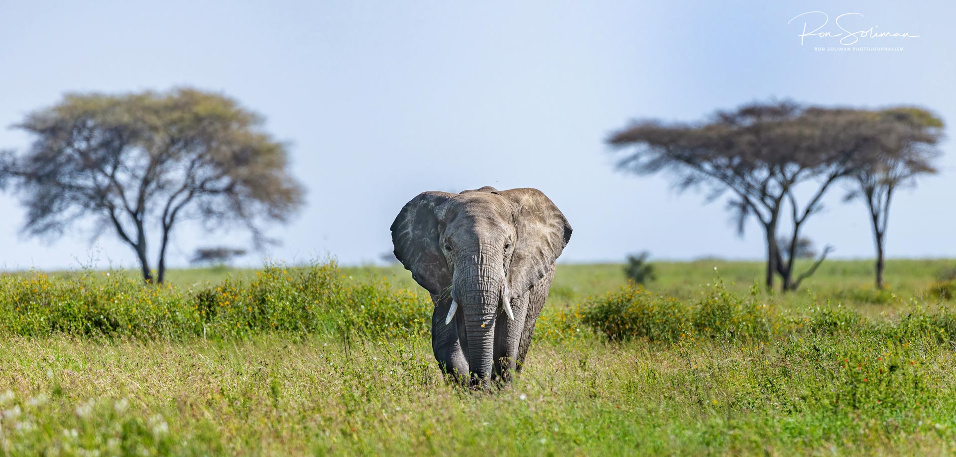 Best Wildlife photography elephant
