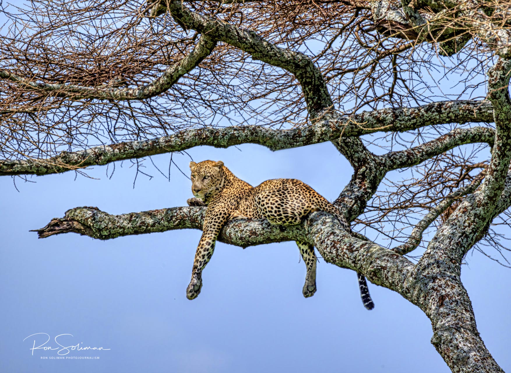 Best Wildlife photography Leopard
