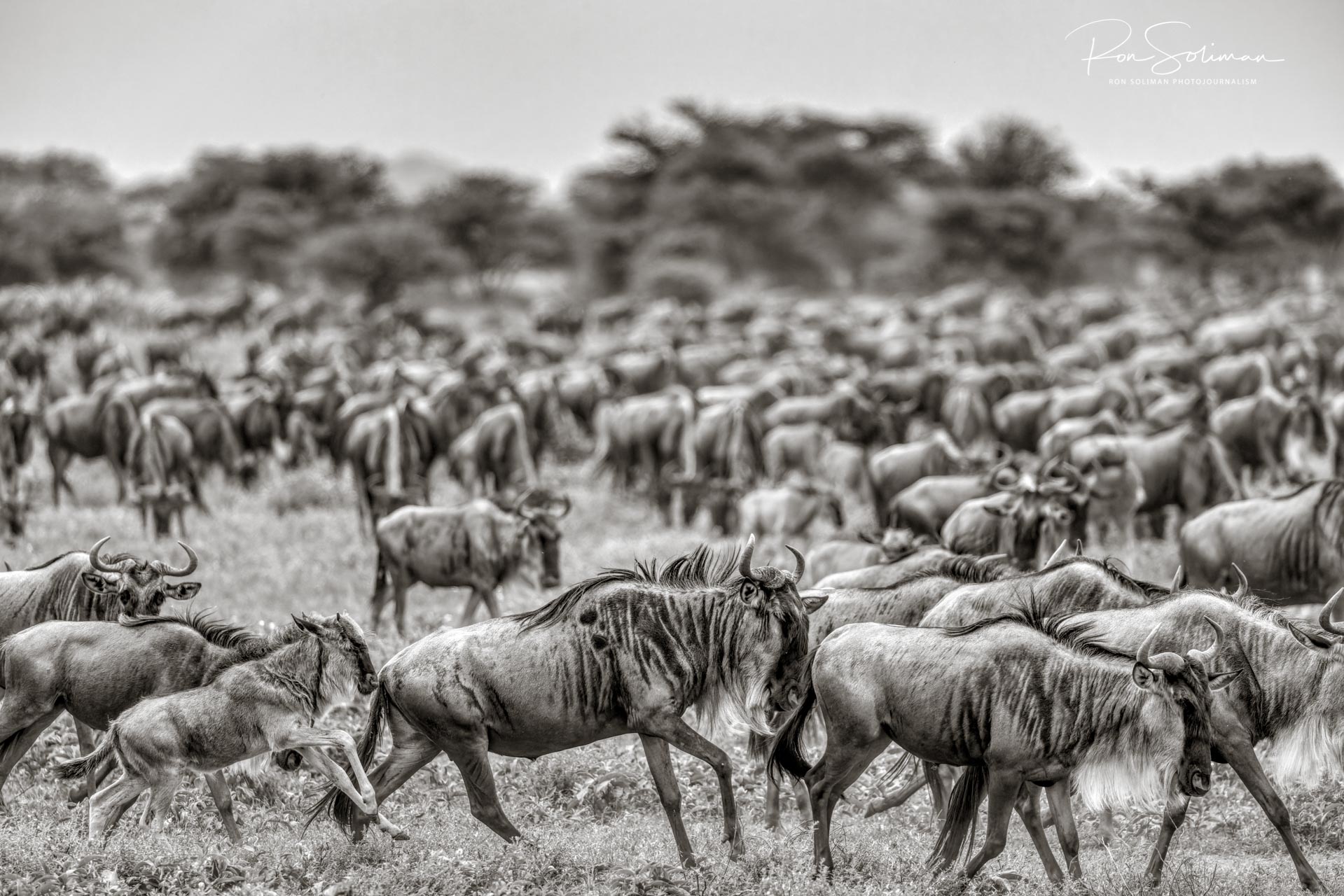 Best Wildlife photography wildebeest