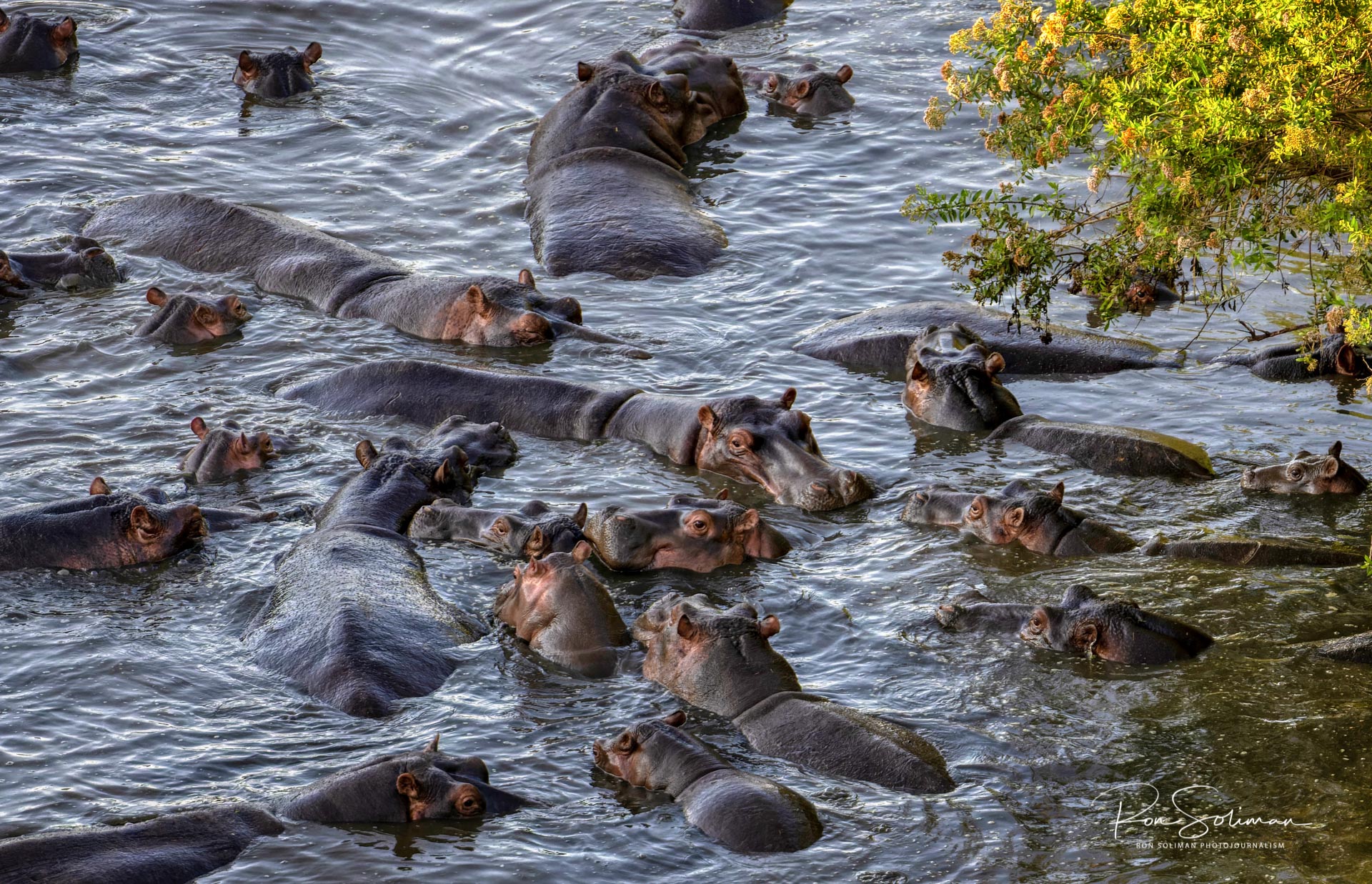 Best Wildlife photography Hippo