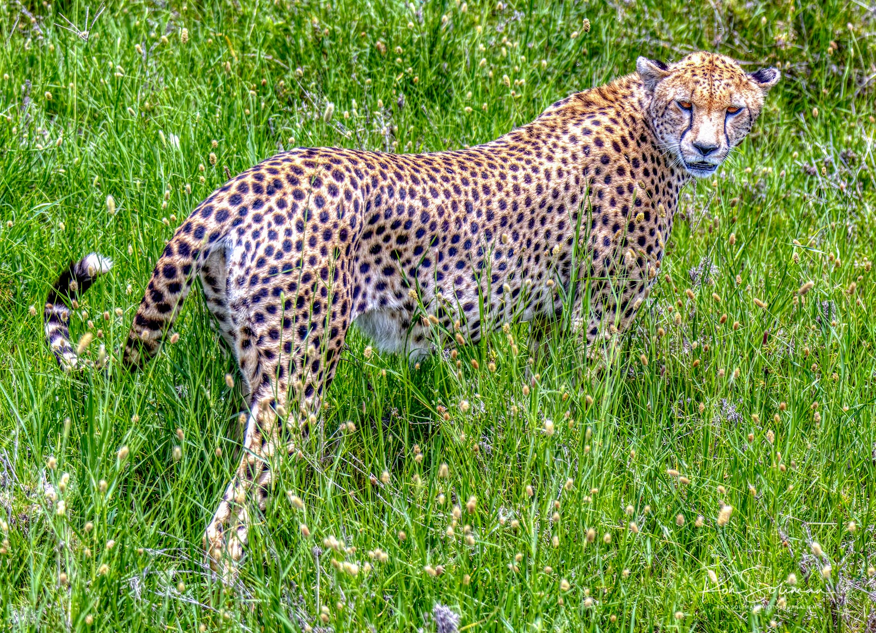 Best Wildlife photography Cheetah