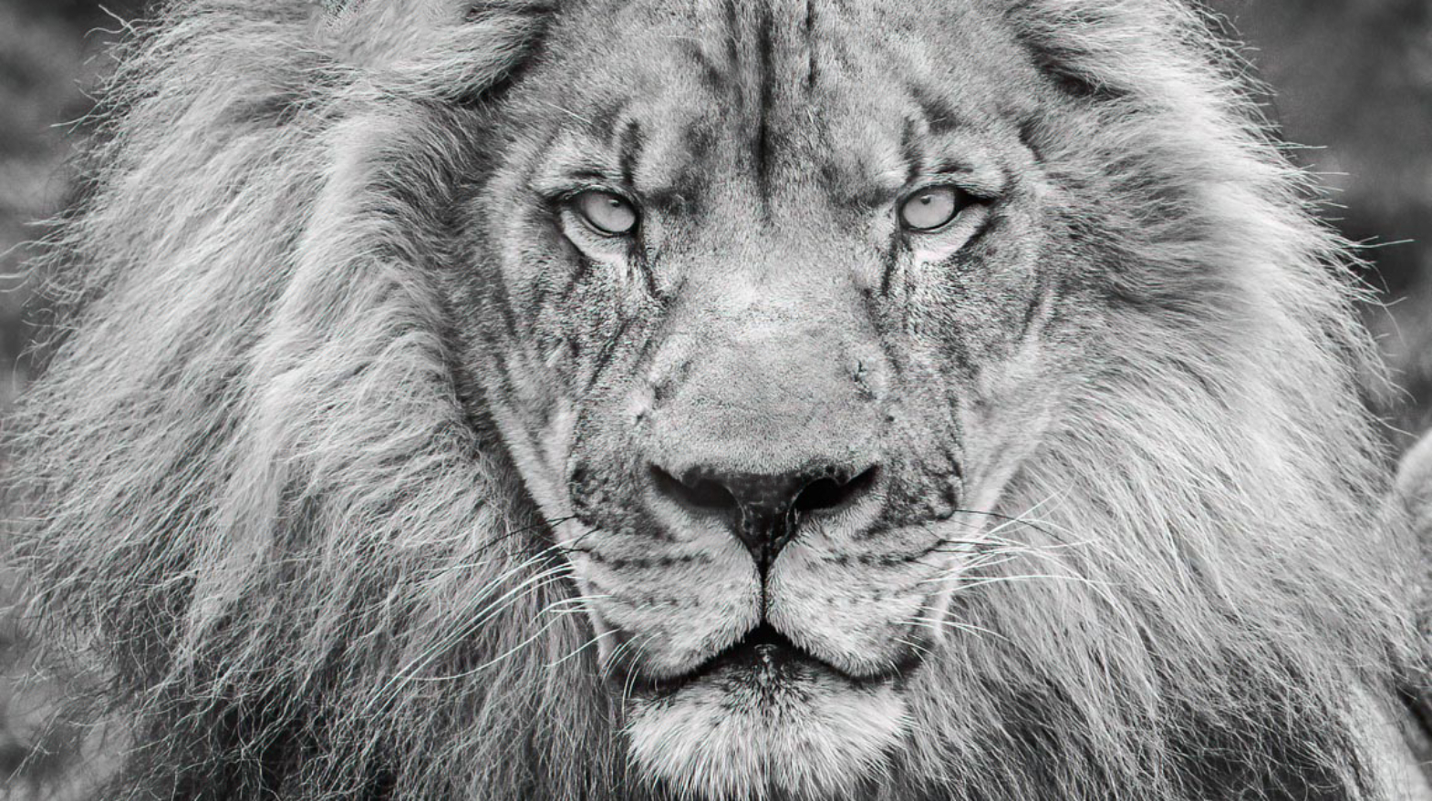 Best Wildlife photography Lion