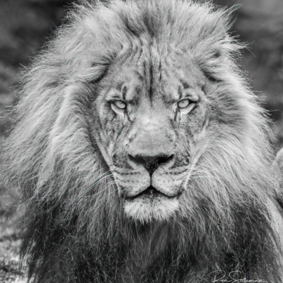 Best Wildlife photography Lion