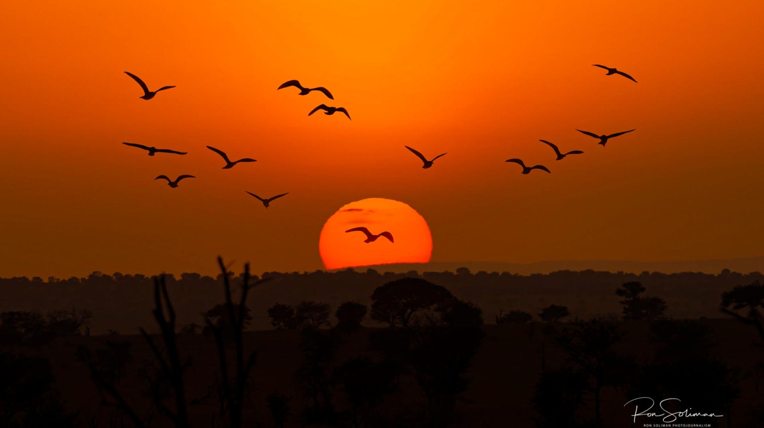 Best Wildlife photography Serengeti Sunrise